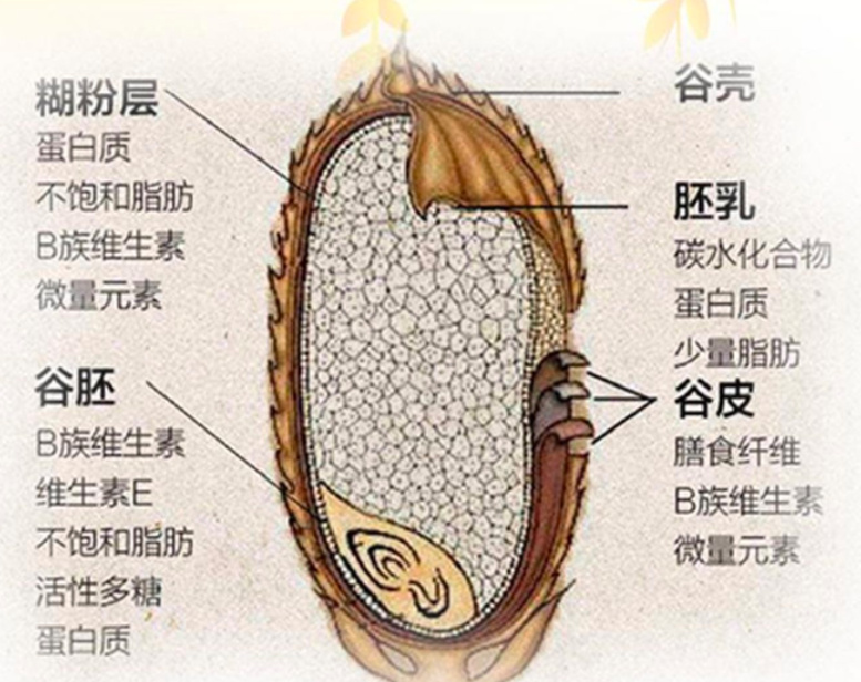 水稻胚乳图片